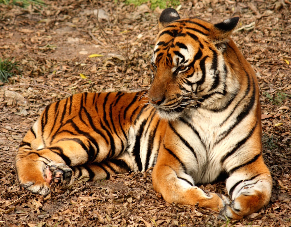 如图所示，老虎身上的条纹可以通过图灵的形态发生理论来解释。