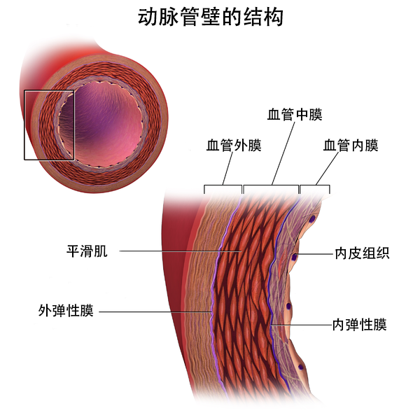 带注释的图片展示了动脉壁的结构和各组成部分。