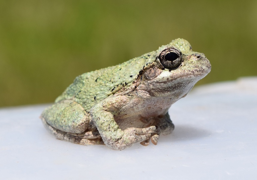 Photograph of a Cope's gray treefrog.