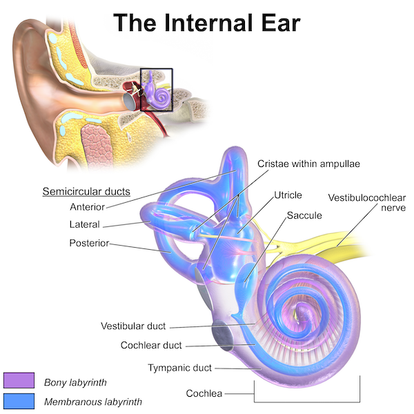 A graphic showing the anatomy of a human internal ear.