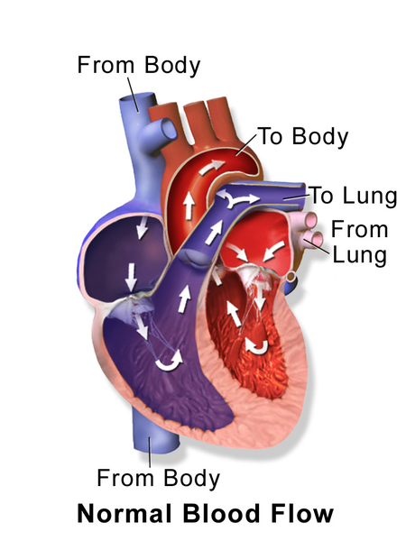 人体心脏血流图。