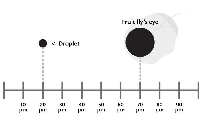 An illustration of a sizing graph comparing the size of an aerosol and droplet at 20 microns to the eye of a fruit fly at 70 microns.