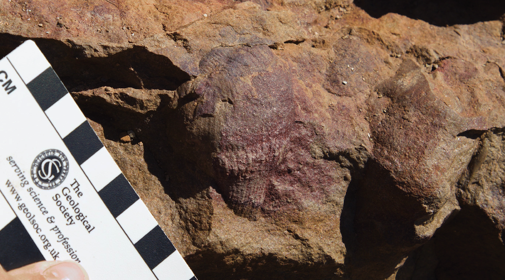 一块岩石上的 Ernietta 化石的照片，上面有一块木板用来缩放