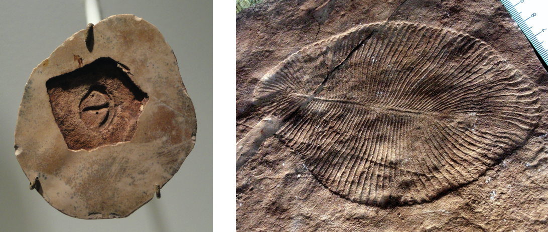 Parvancorina 化石（左）和 Dickinsonia 化石（右）的图像