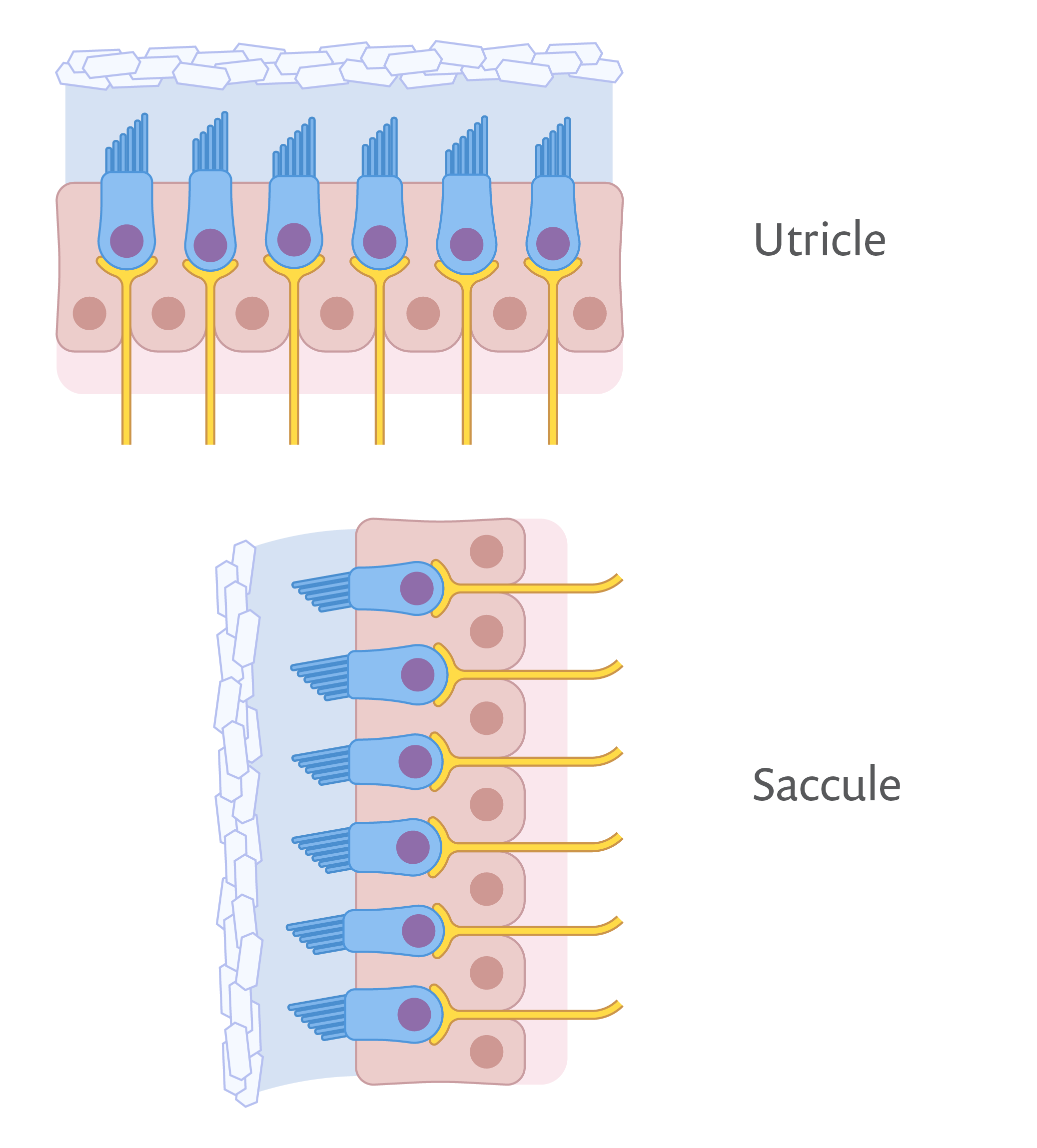 耳内水平囊和垂直囊的图解，用以显示神经。