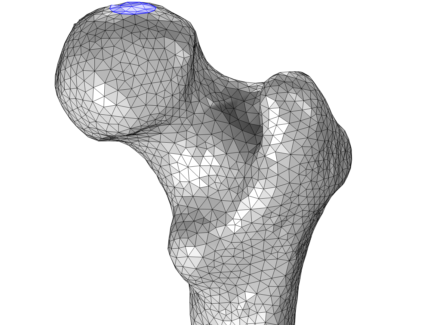 股骨的网格，其中顶部的部分用蓝色圆圈突出显示。