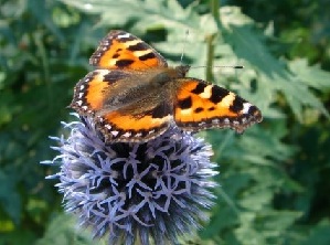 Butterfly on flower, Photo attribution: Fanny Littmarck