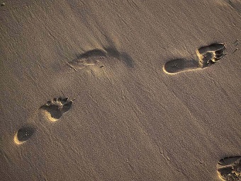 Footprints on the beach