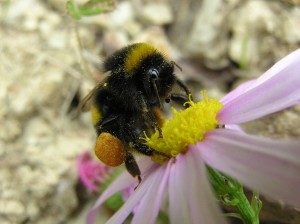 Bumblebee electrifies