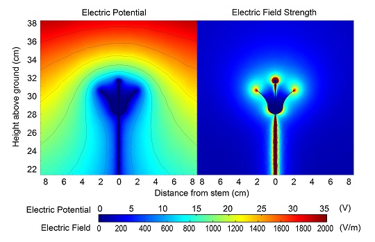 Electrical, Flower Electric Potentials And Fields small