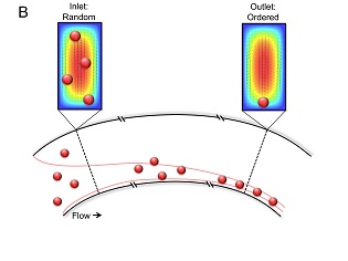 اثرات تمرکز اینرسی بر ذرات در یک کانال منحنی