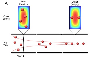 Effects of inertial focusing on particles in a straight channel