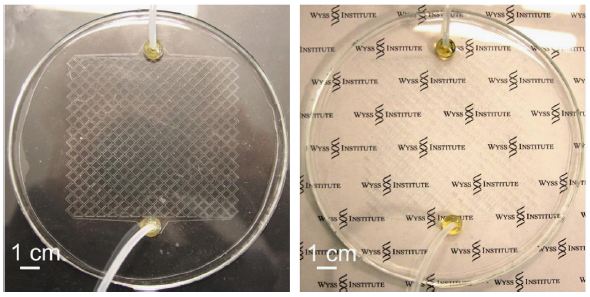 Microfluidic channel for cooling windows