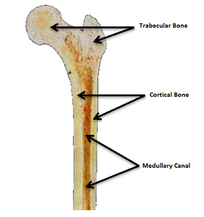 Internal structure of human femur