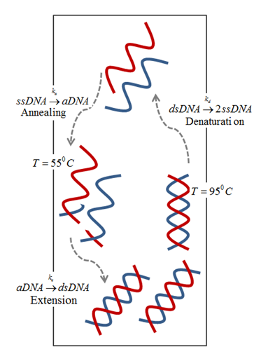 Schematic of buoyancy-driven PCR