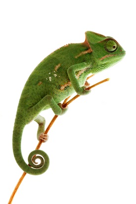 A chameleon on a twig