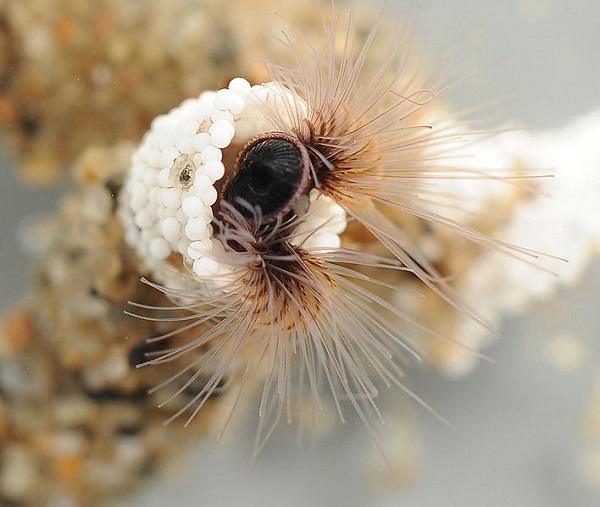 A photo of a sandcastle worm.