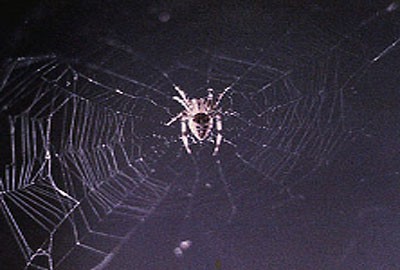 A spider in its web in space.