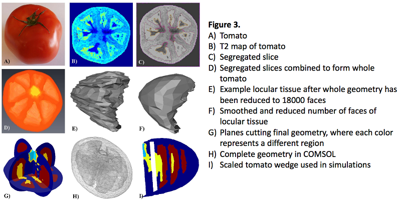 MRI scans of the tomato wedge.