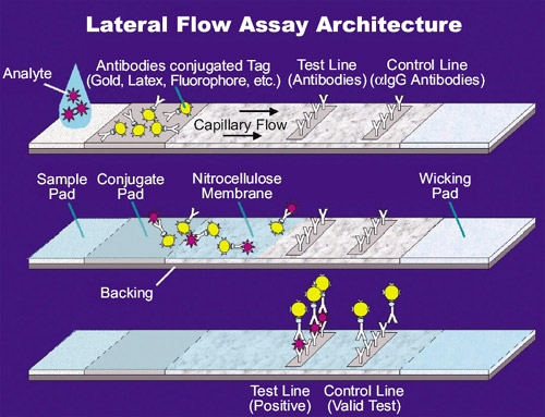 The structure of a lateral flow test.