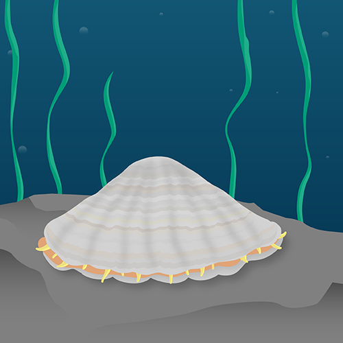 An illustration of a limpet with its teeth showing. Created by COMSOL, Inc.