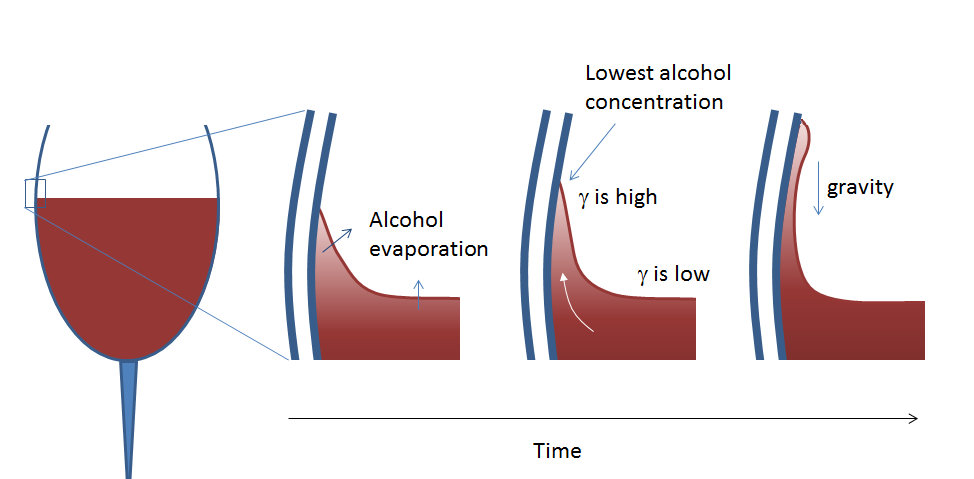 A diagram explaining how tears of wine form.