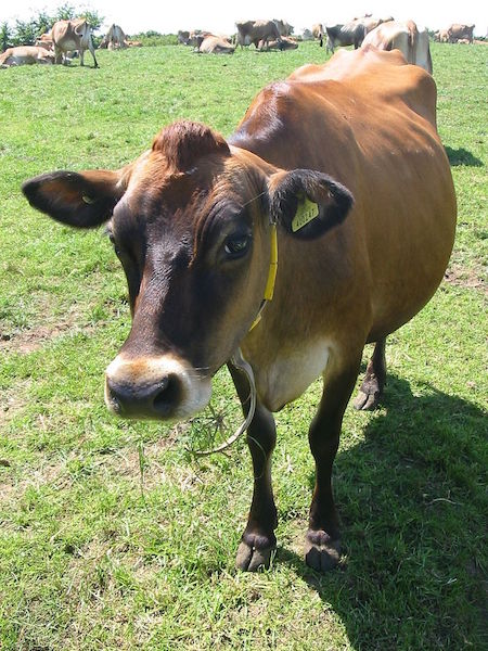 A photo of a cow with an RFID tag in its ear.