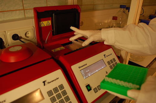 Adding PCR tubes to a thermal cycler.