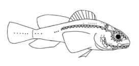 An illustration of a blind cave fish, including the lateral lines.