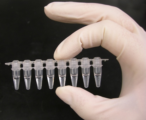 Polymerase chain reaction test tubes.