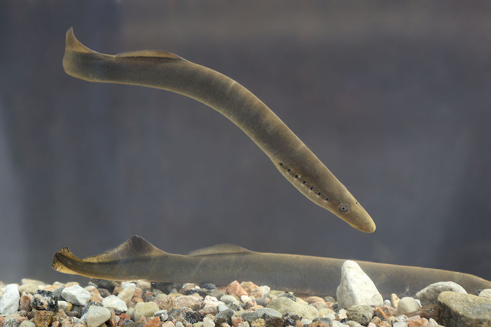 A photograph of a lamprey fish.