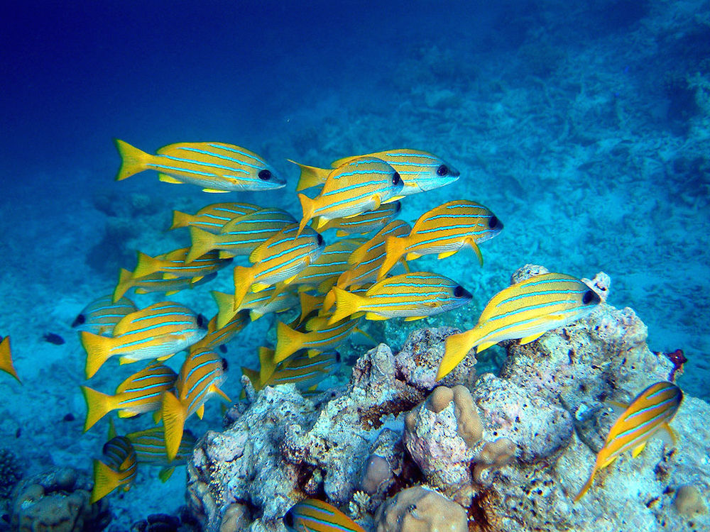 A photograph of a school of fish.