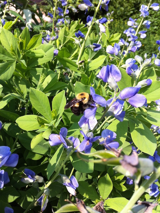 A photo of a bee on a flower.