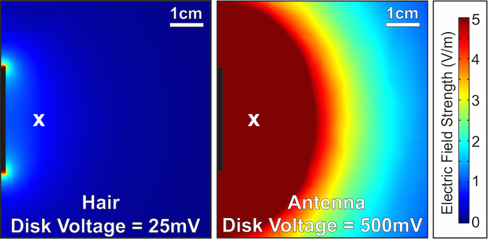 Electric field simulations for the bumblebee's hair and antenna.