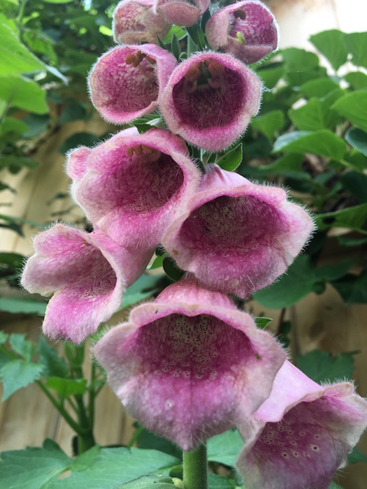 一张狐狸，一种花的照片。