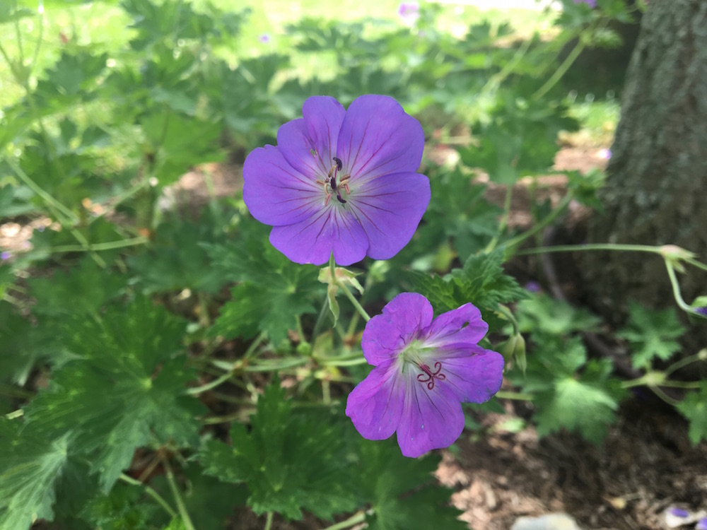 An image of a purple flower.