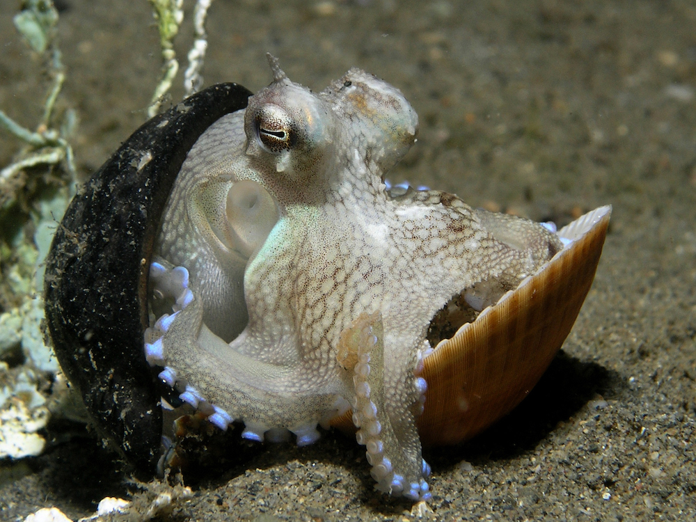 Photograph depicting an octopus hiding between two shells.