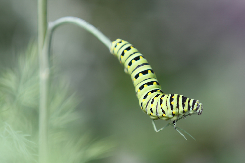 Image showing a caterpillar.