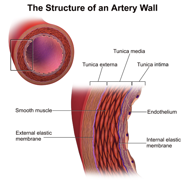 Annotated image illustrating the structure and components of an artery wall.