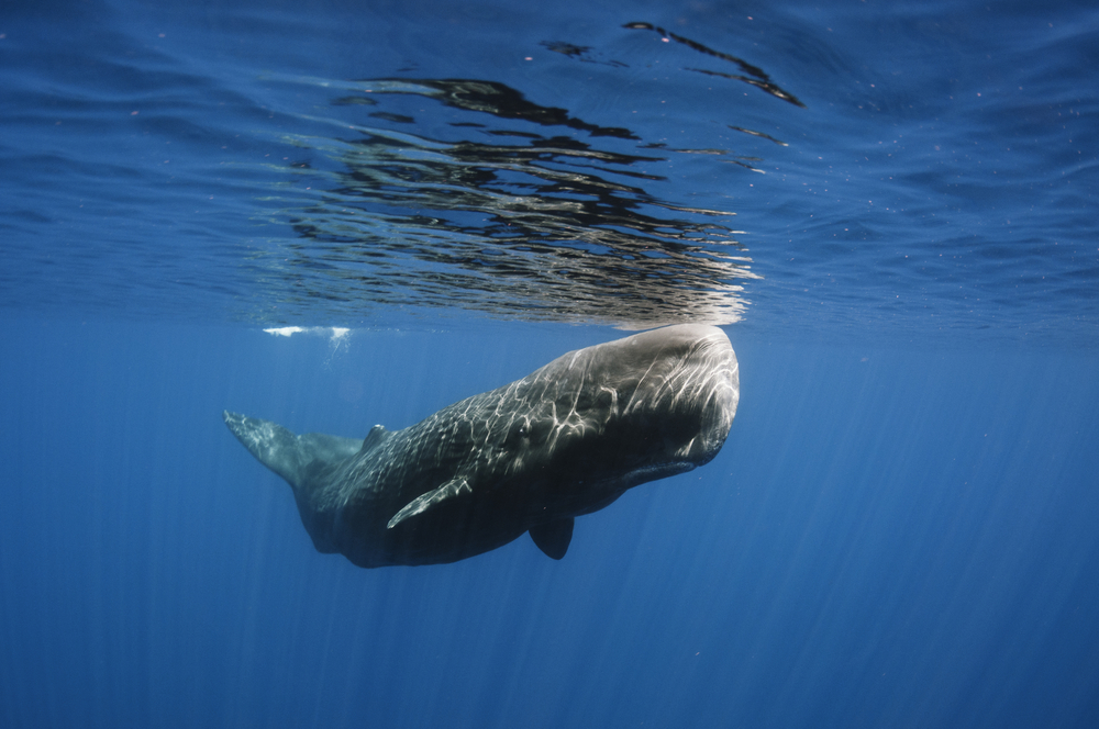 A photo illustrating sperm whale behavior.