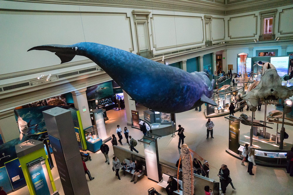 Photo of a museum whale sculpture.