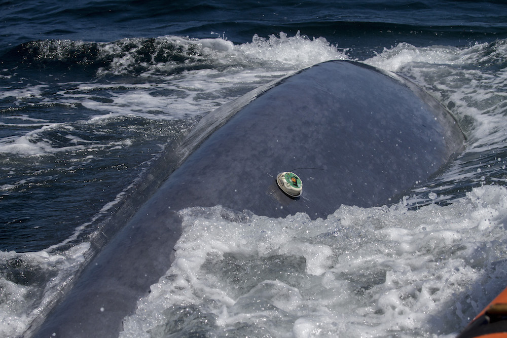 Photo of a whale with a tag.