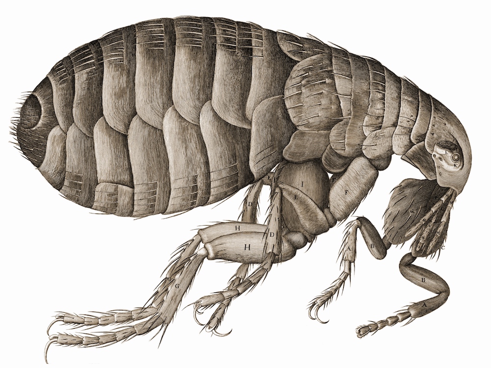 A detailed illustration of a flea drawn by Robert Hooke.