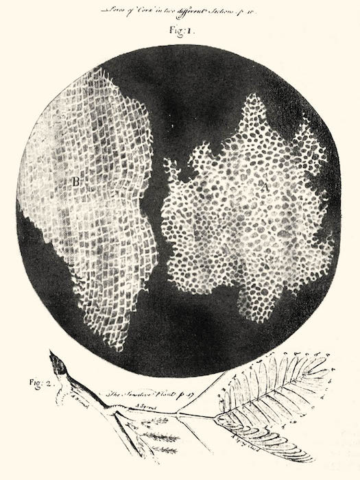 An illustrated rendition of cells from the book Micrographia by Robert Hooke.