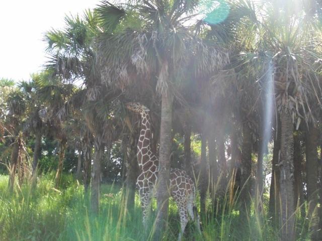 长颈鹿的照片，通过自然选择获得了长脖子。