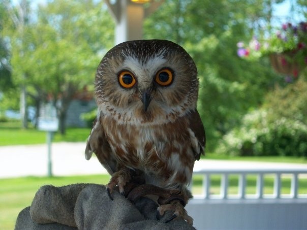 A photograph of an owl perched on a surface.