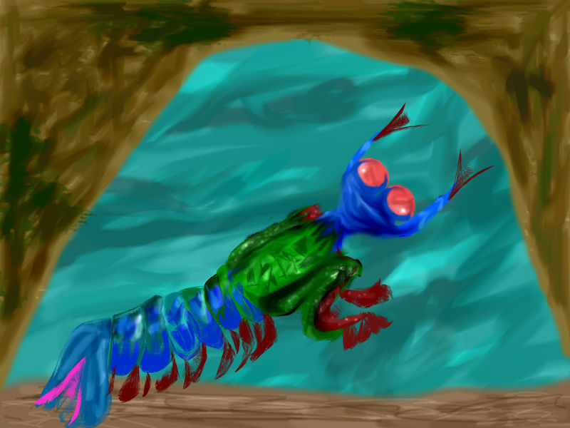 An illustration of the peacock mantis shrimp.