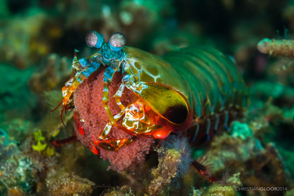 A photo of a mantis shrimp, the inspiration for a new ultrasensitive imaging system.