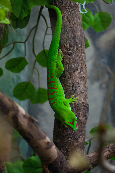 A photograph of a gecko climbing a tree, which is possible due to the van der Waals forces.