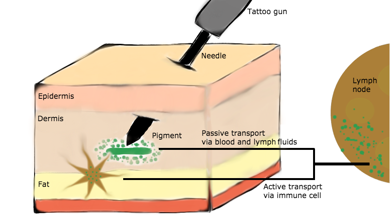 A schematic of the tattoo process.